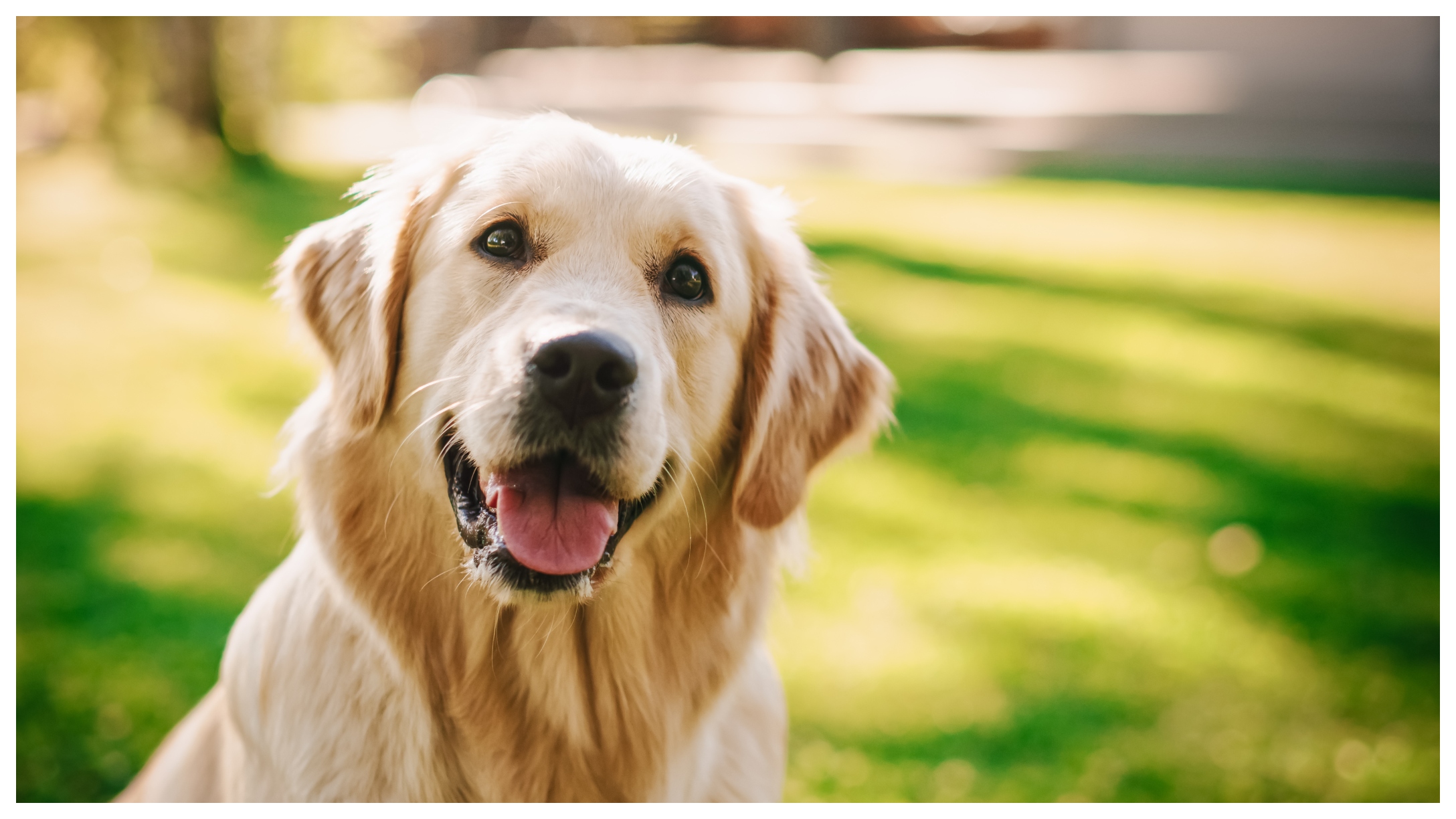 golden-retriever-pelt