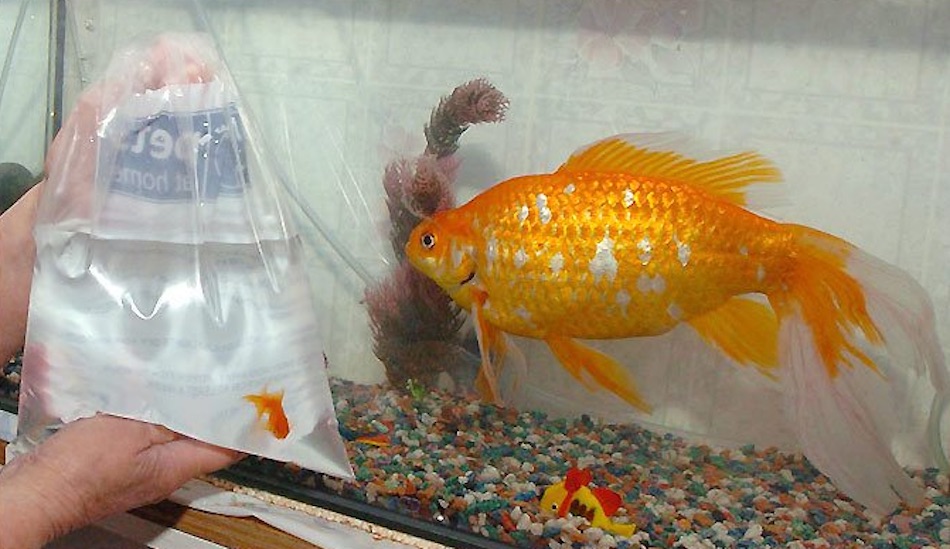 goldfish-7.jpg