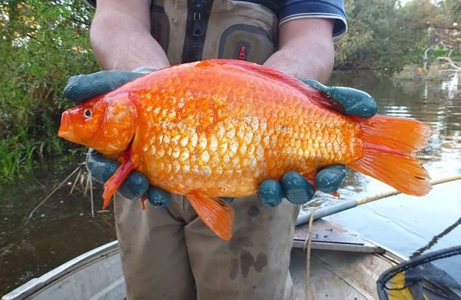 goldfish-8.jpg
