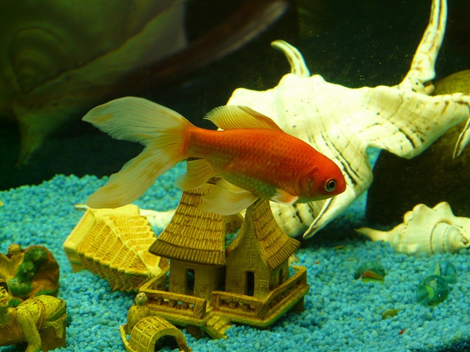 goldfish.jpg