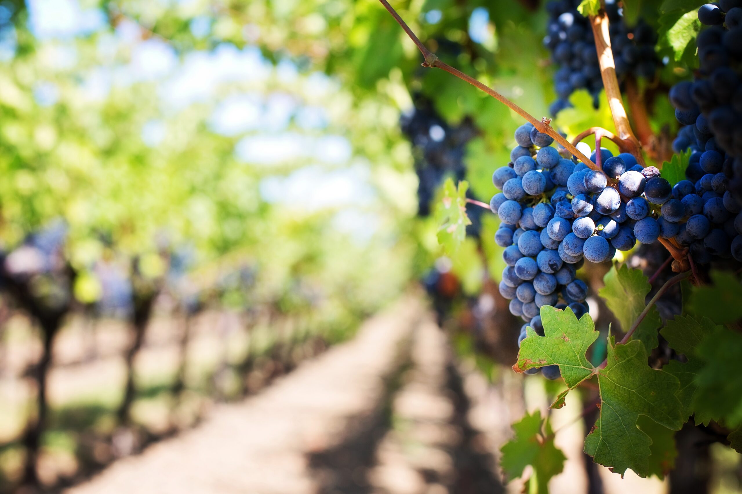 grapes-vineyard-vine-purple-grapes-39511.jpg