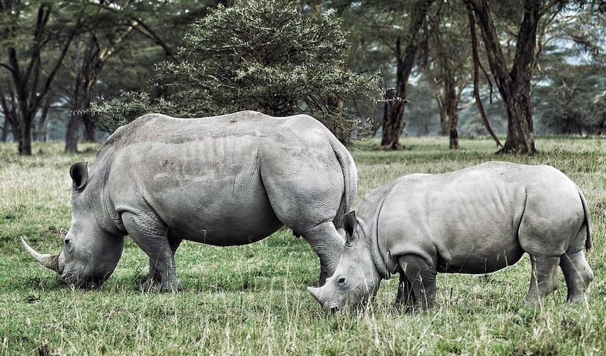 grazing-in-africa_t20_g89dex.jpg