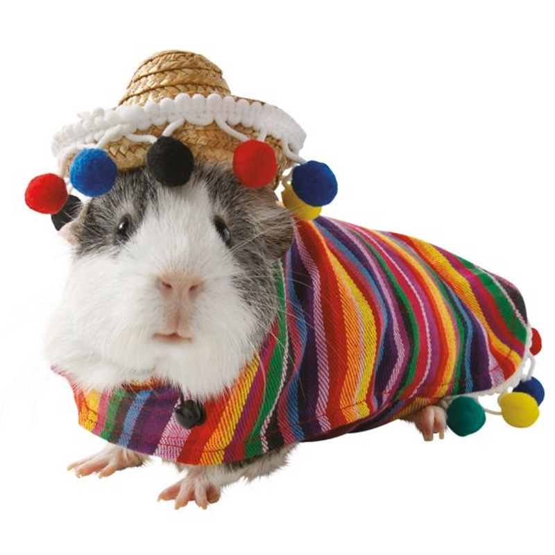 guinea-pigs-11.jpg