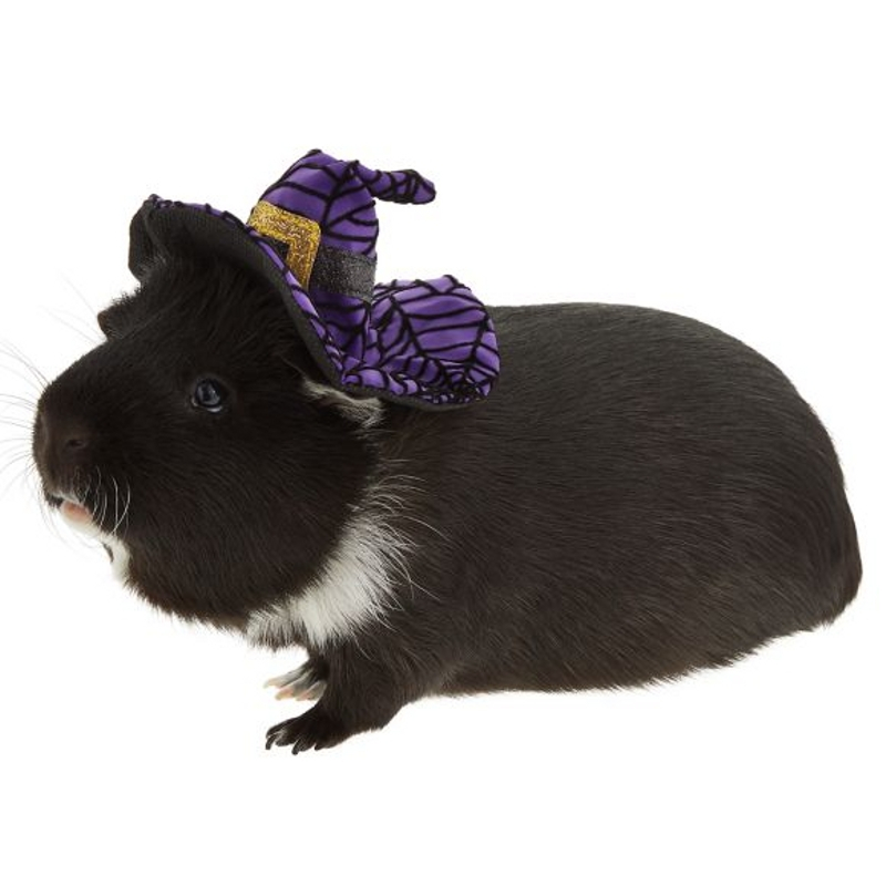 guinea-pigs-3.jpg