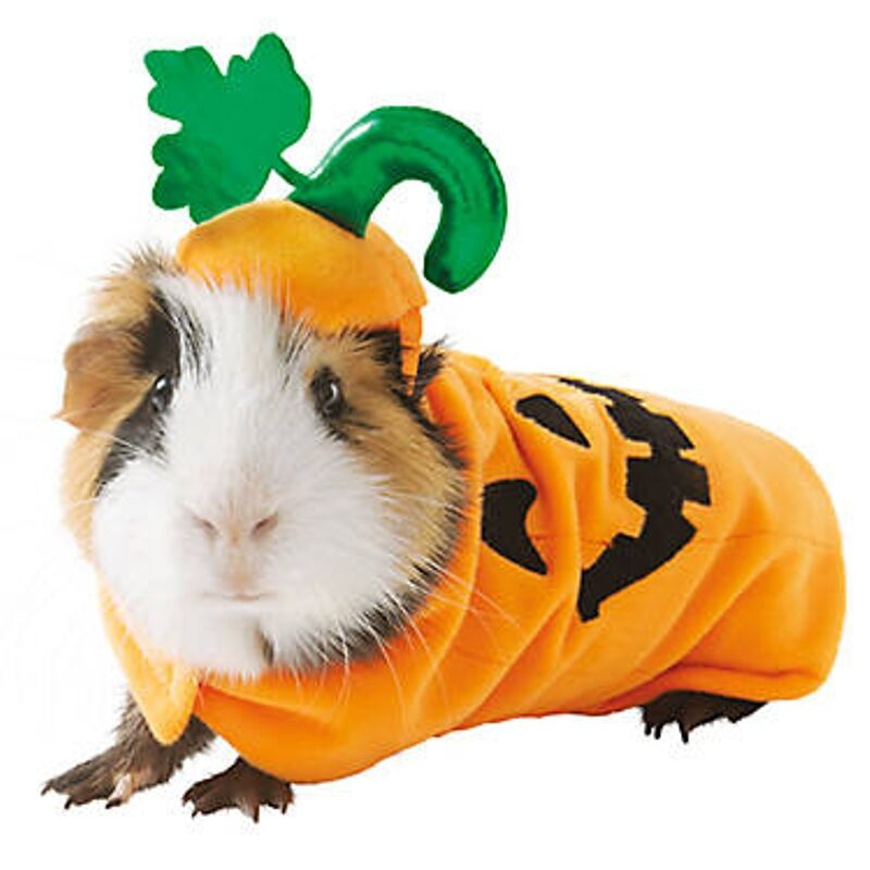 guinea-pigs-7.jpg