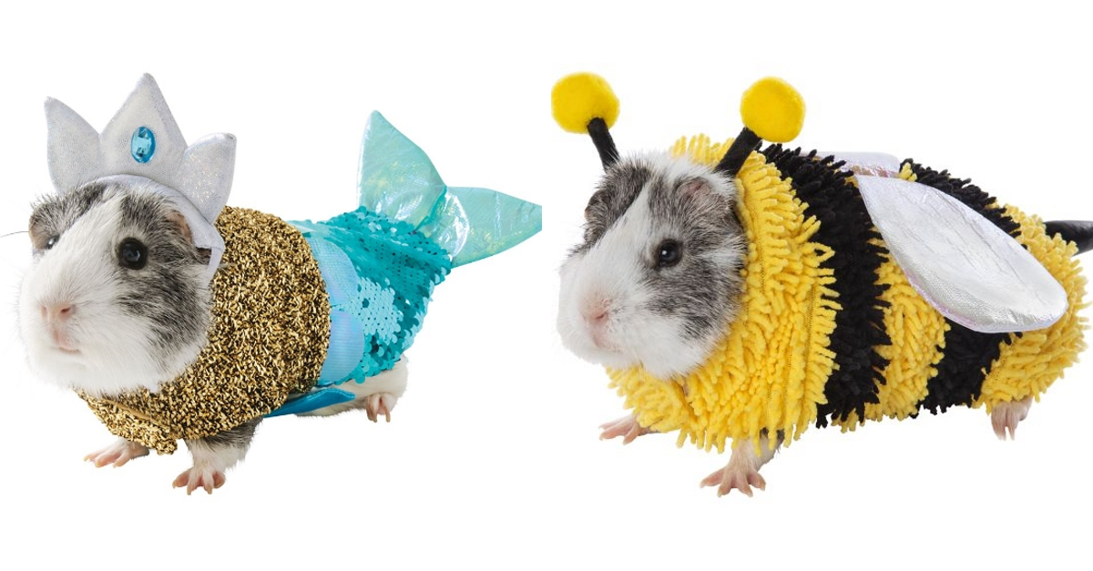 Guinea Pigs Have Halloween Costume Options Thanks To PetSmart