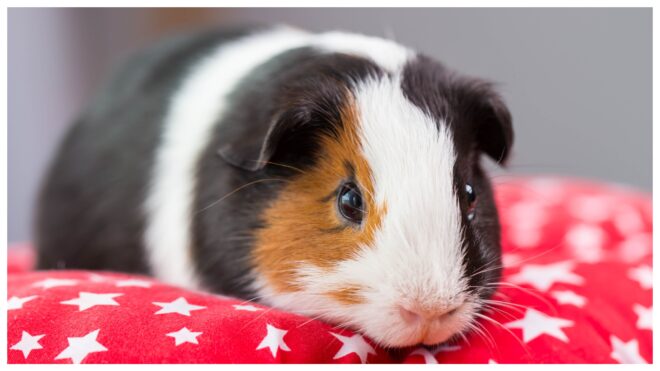 guinea-pig-feature