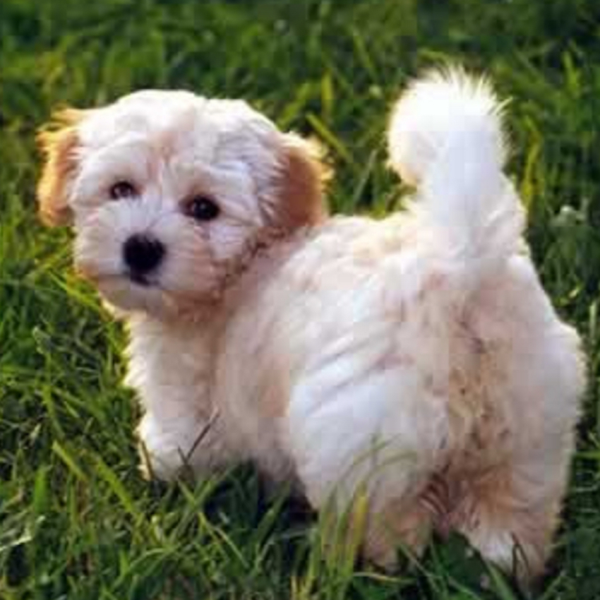 havanese-small-dogs.jpg