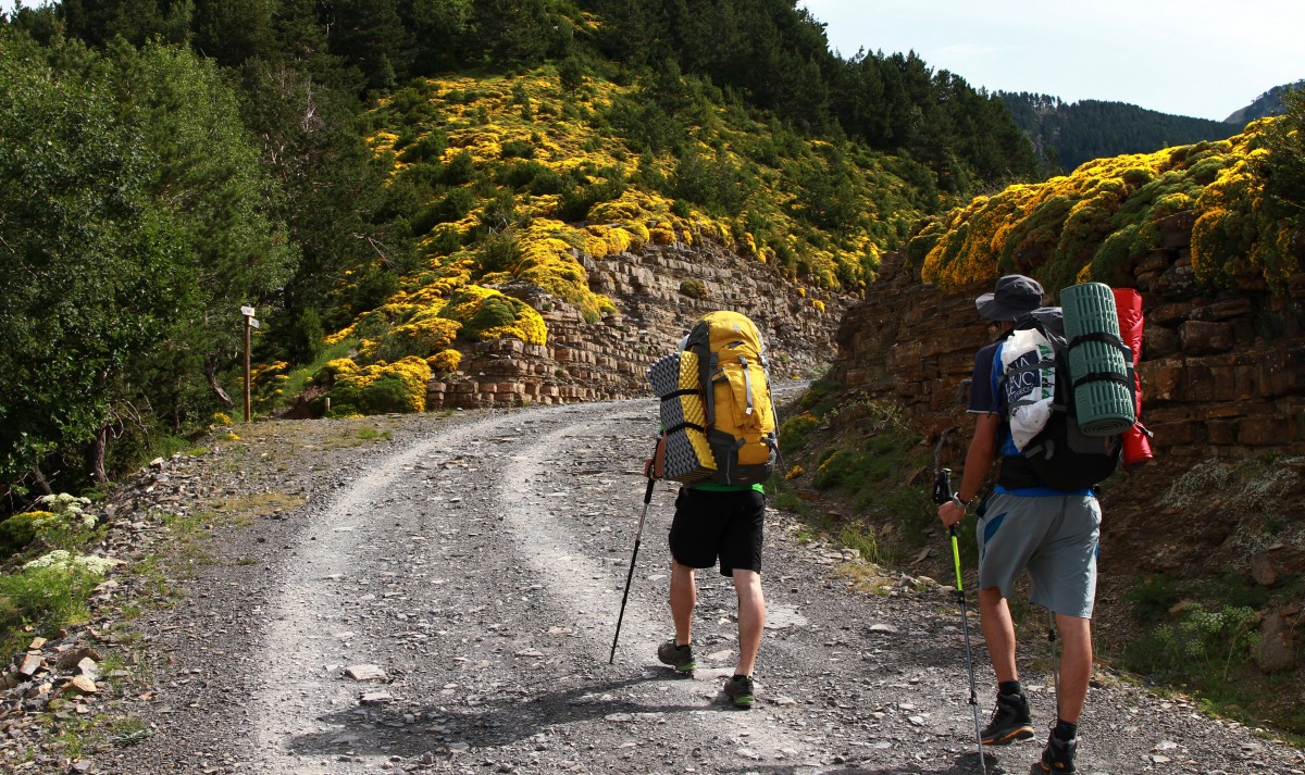 hike_backpack_backpackers_walking_mountains_mother_inlaws_pillow_plant_in_bloom_yellow_yellow_flowers-865320.jpg