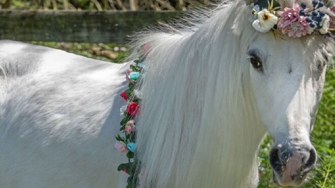 horse-photo-shoot