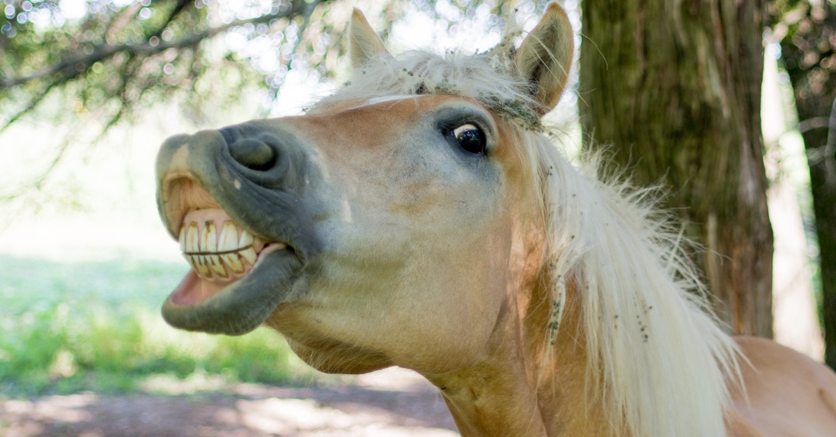 horse-smile