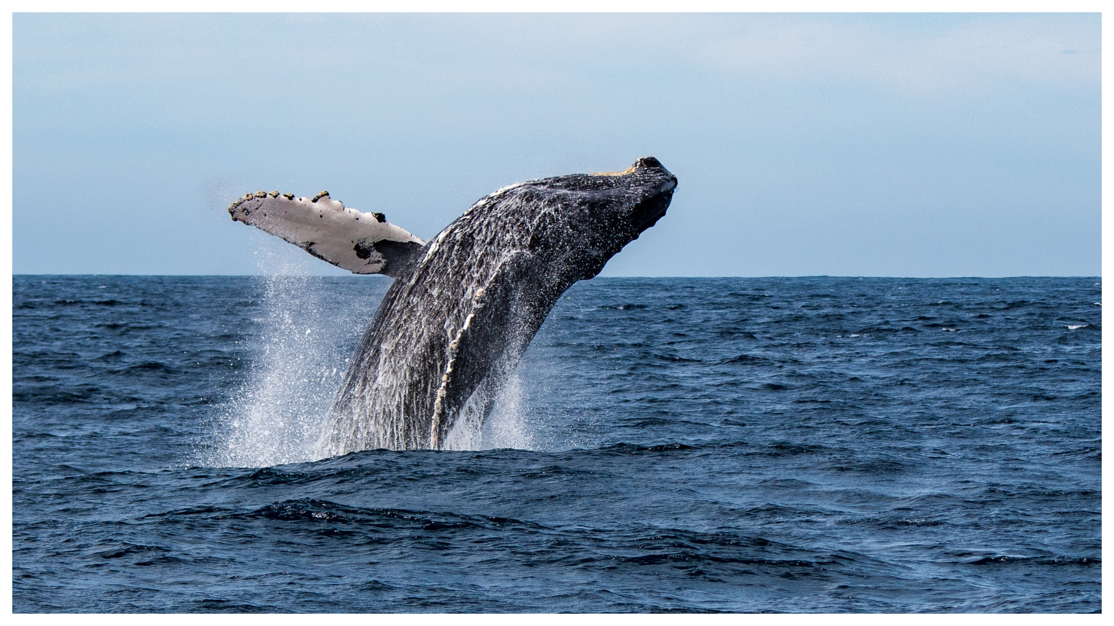 humpback-whale-feature