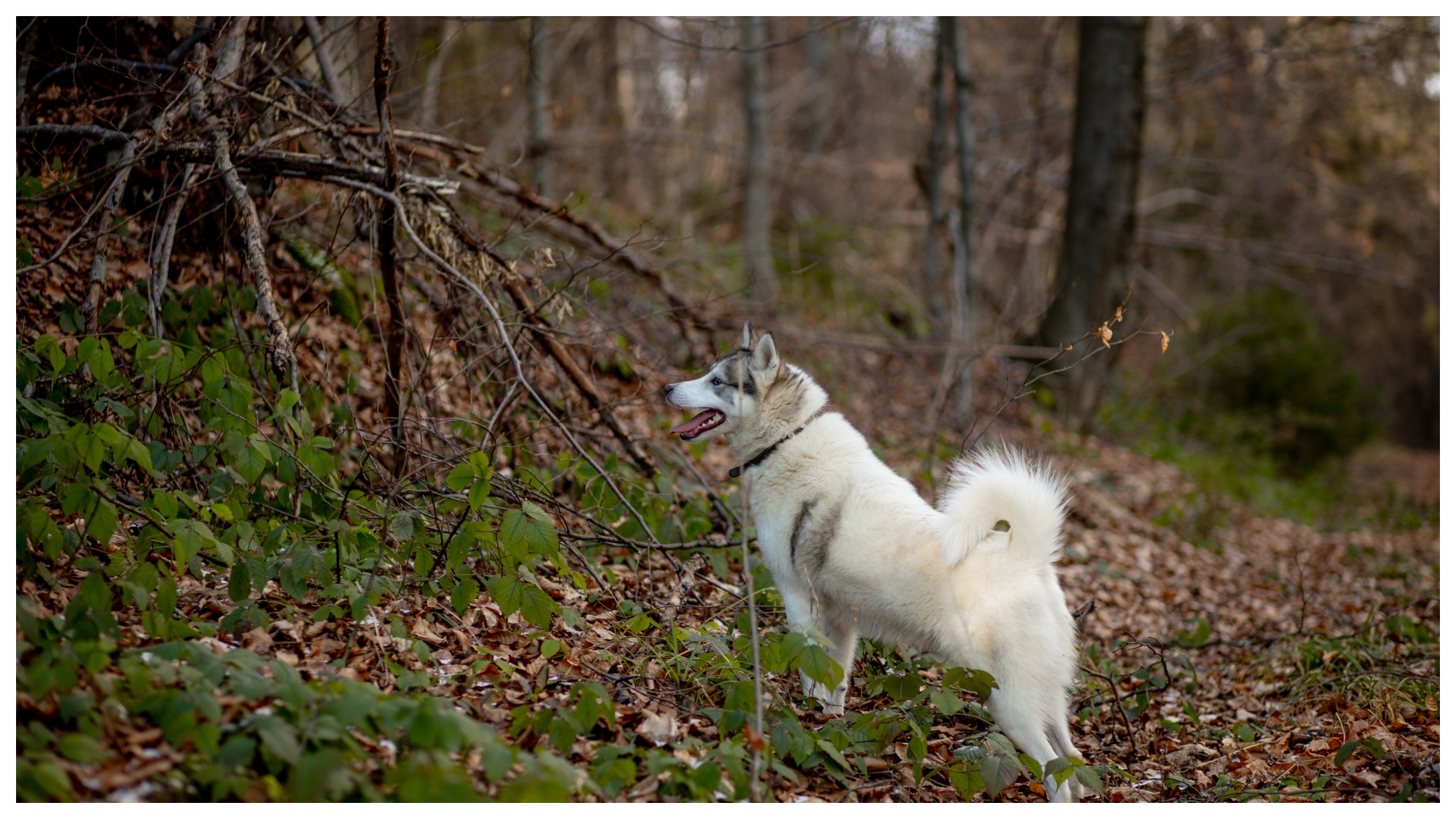 husky-woods