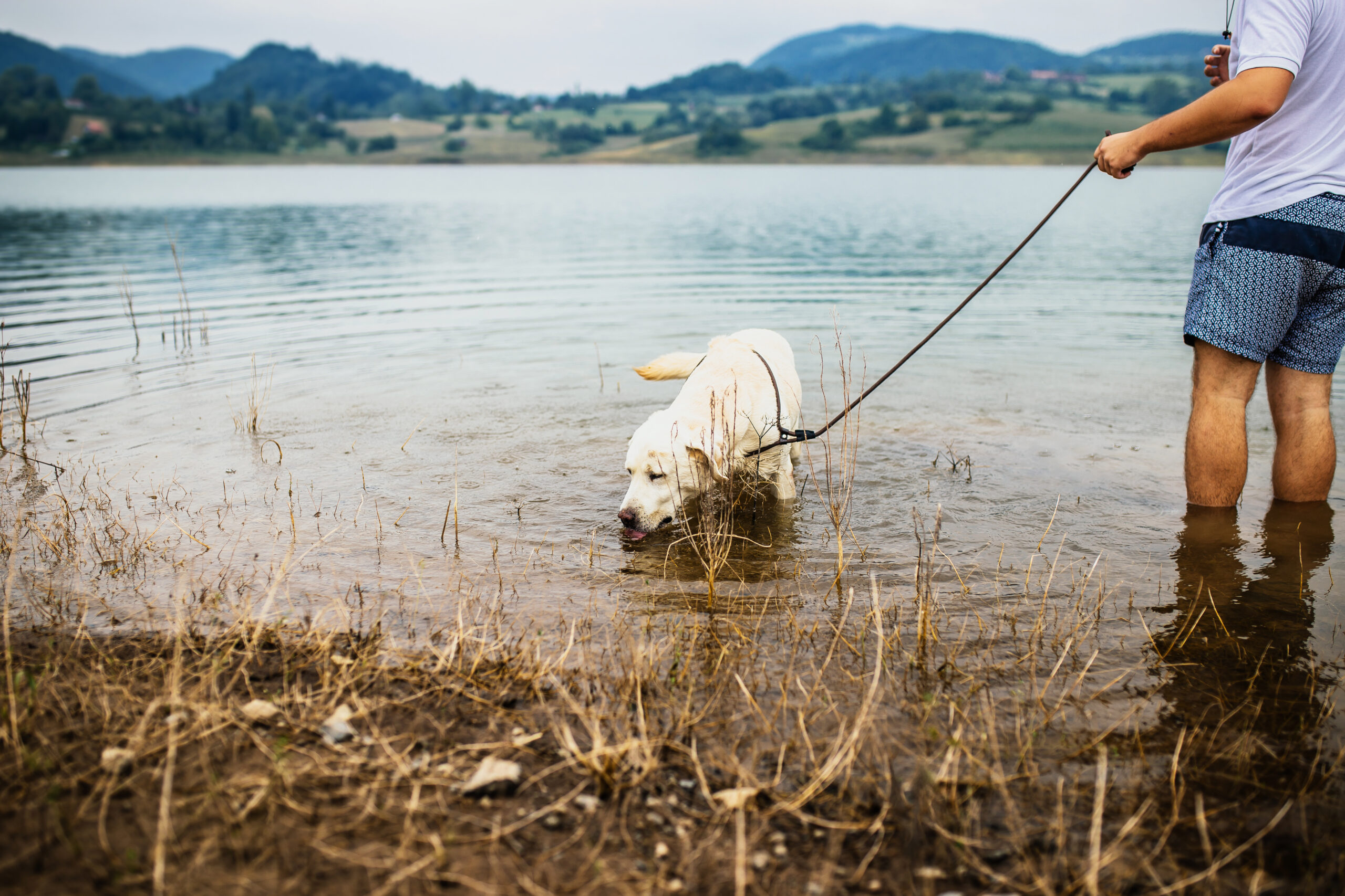 Man and dog in pond