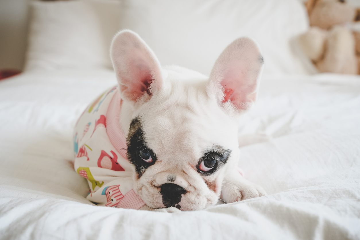 8 weeks old Pied French Bulldog puppy wearing pajamas lying down on bed