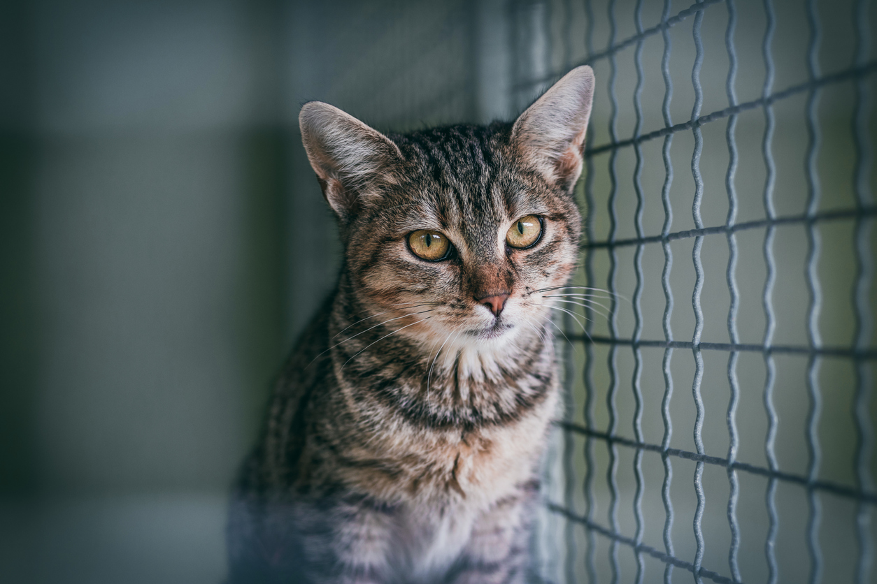 Abandoned cat in cage. Animal shelter. Tabby cat