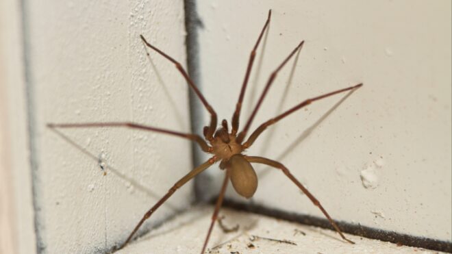 Brown recluse spider