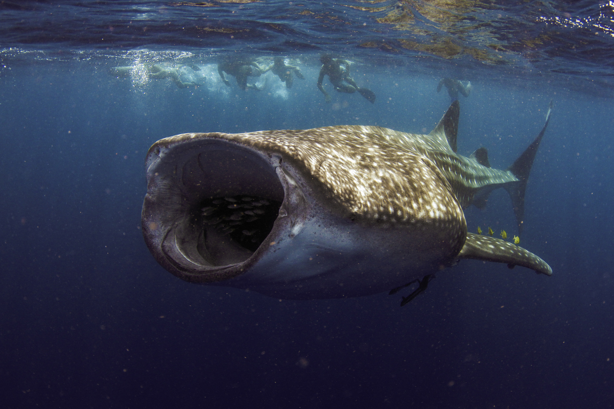 Whale Shark with mouth wide open feeding