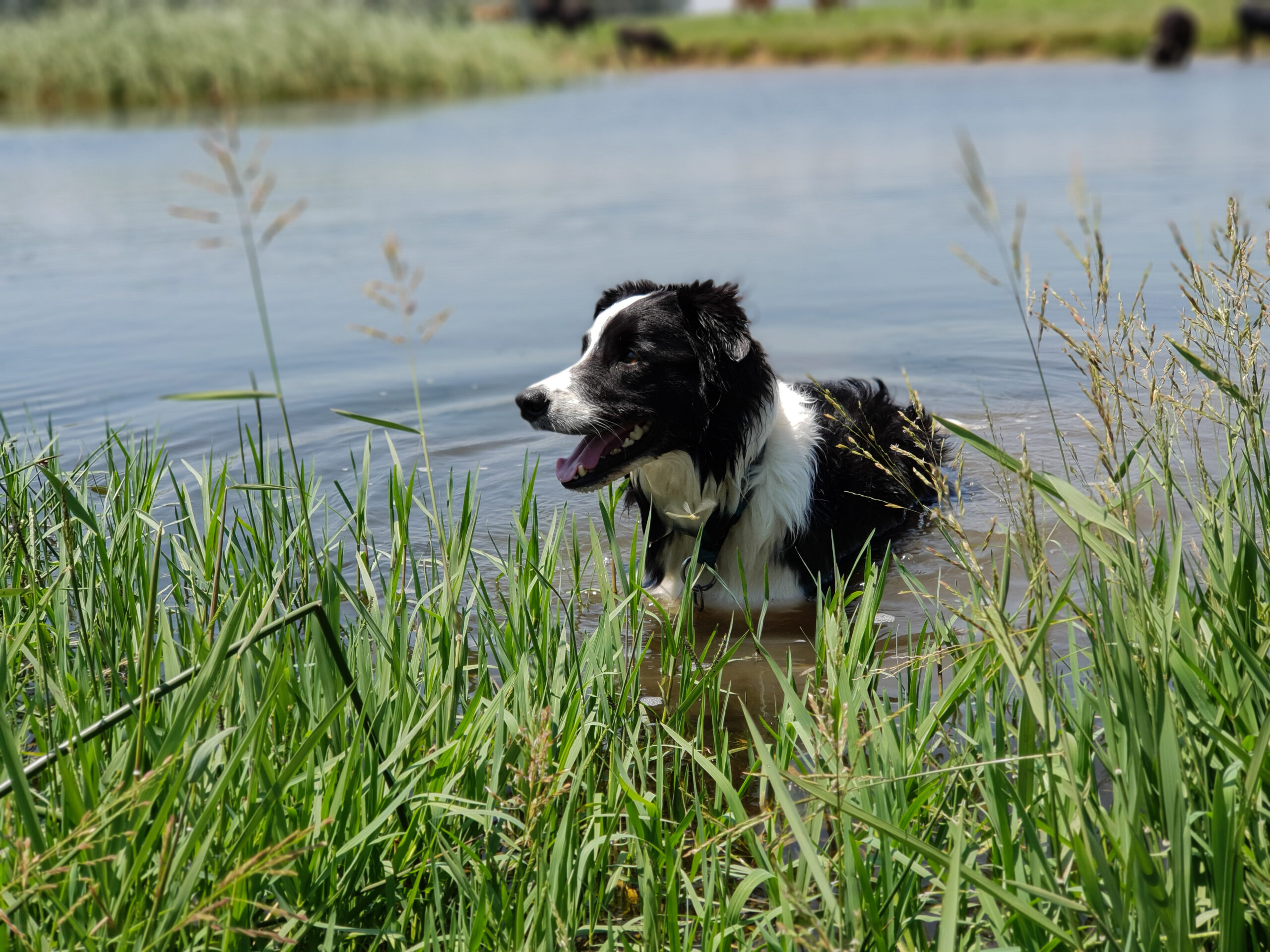 A Border Collie dog standing at the edge of a calm lake.