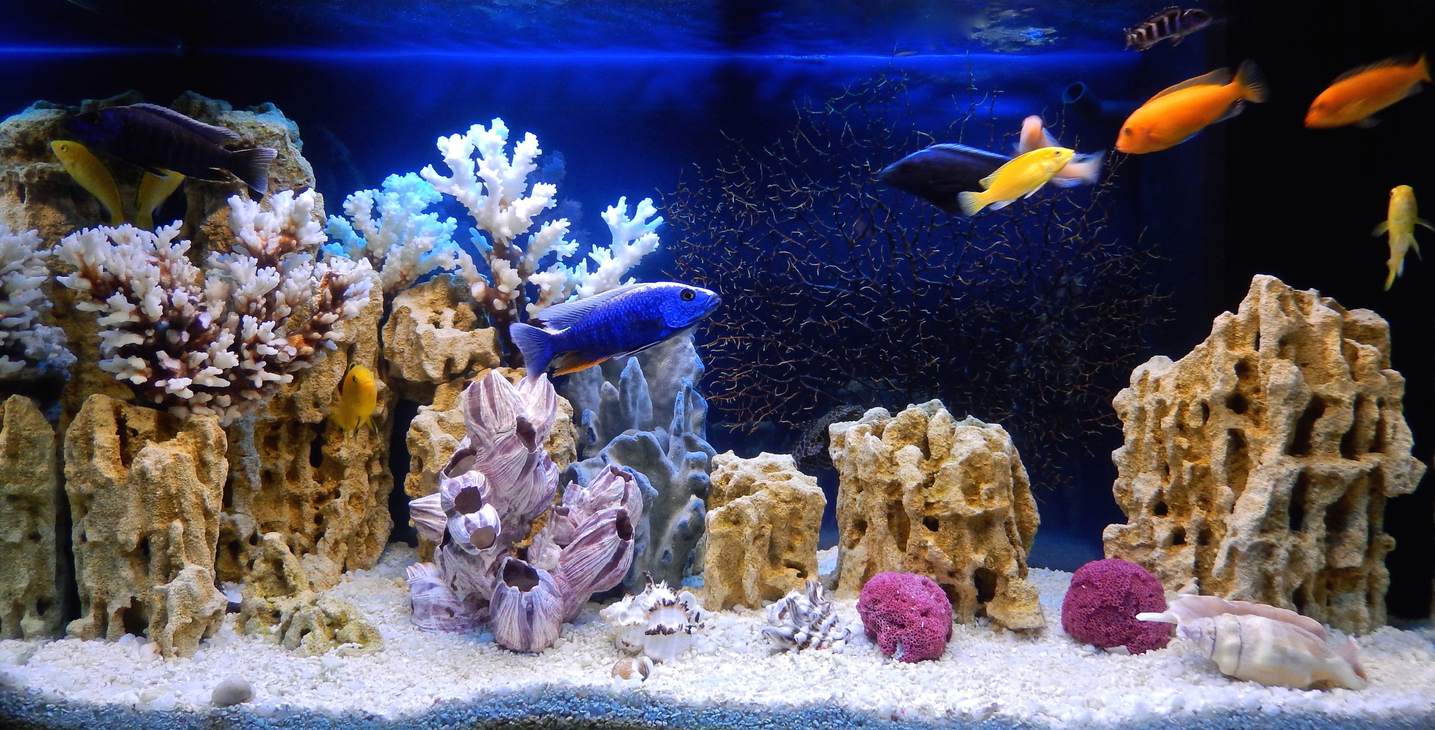 Freshwater aquarium decorated in a pseudo-marine style