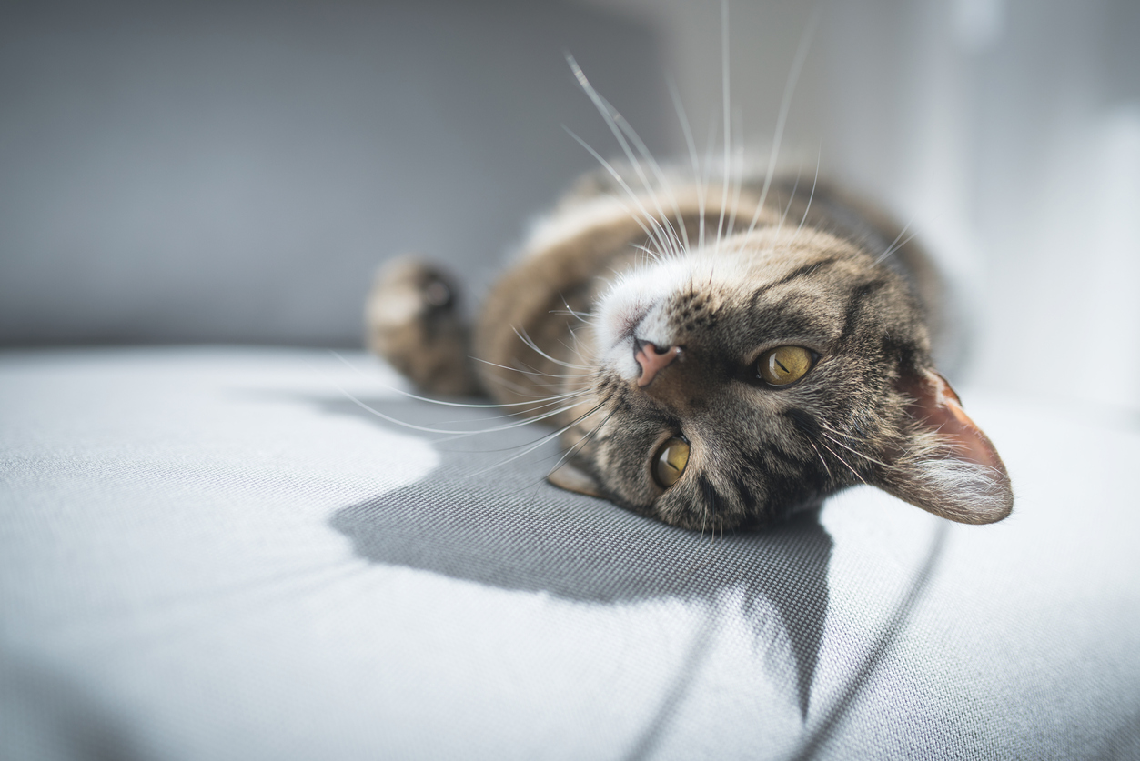 cat lying on sofa