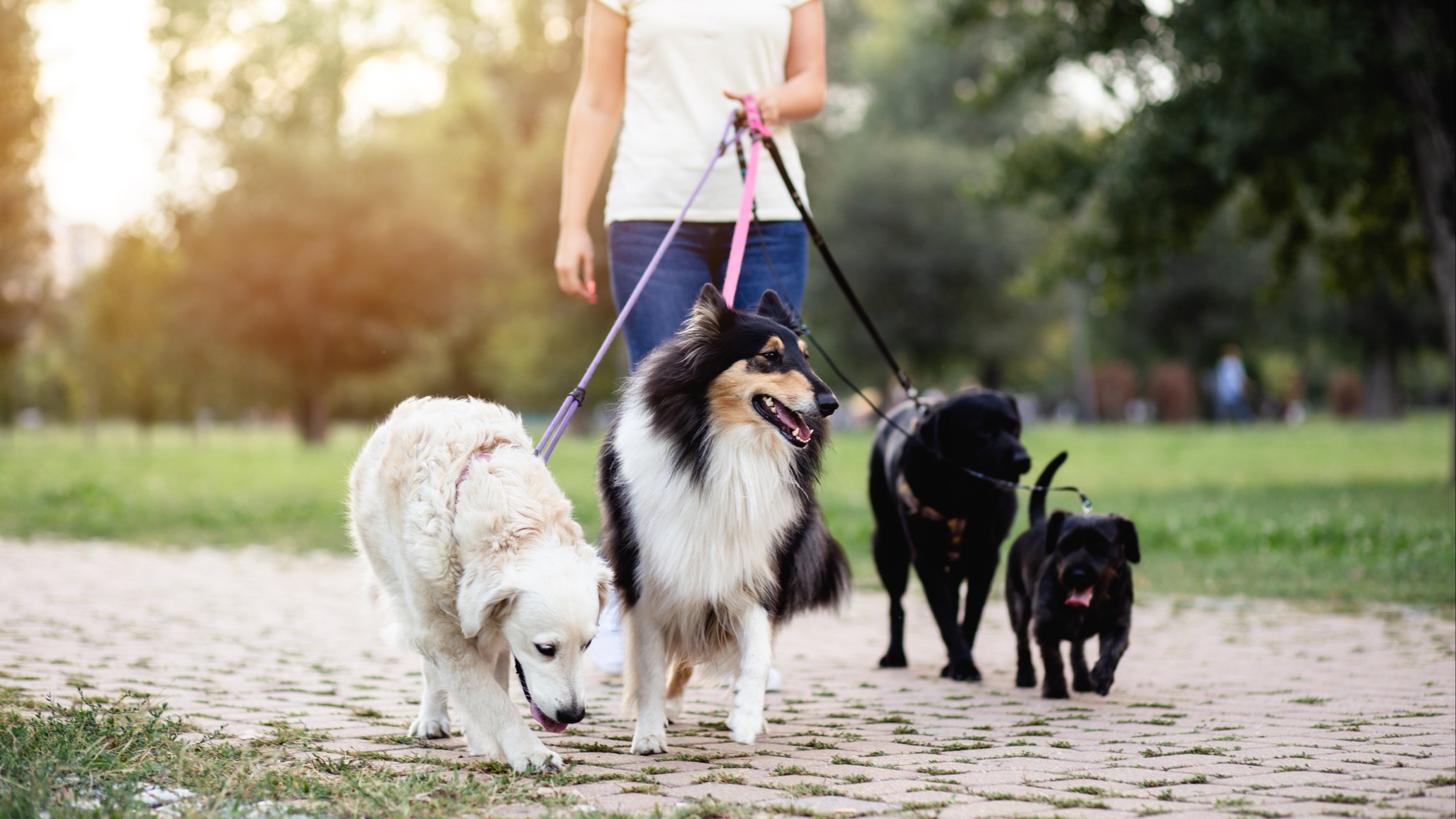 Woman walking dogs