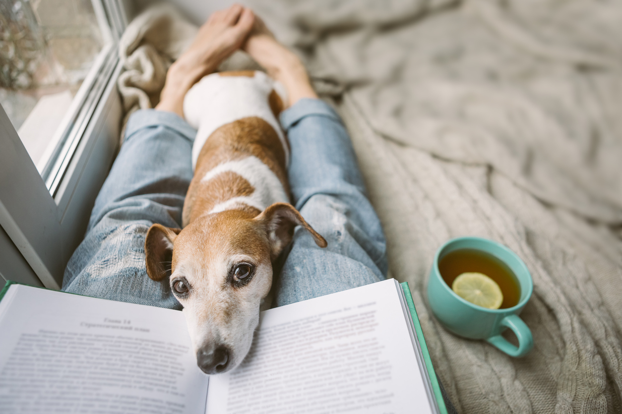 Reading at home with pet. Cozy home weekend with interesting book, dog and hot tea. Beige and blue. Chilling mood