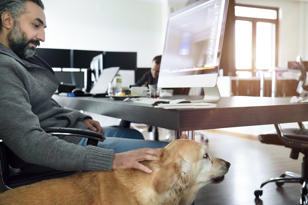 Man working at home office with Golden Retriever dog