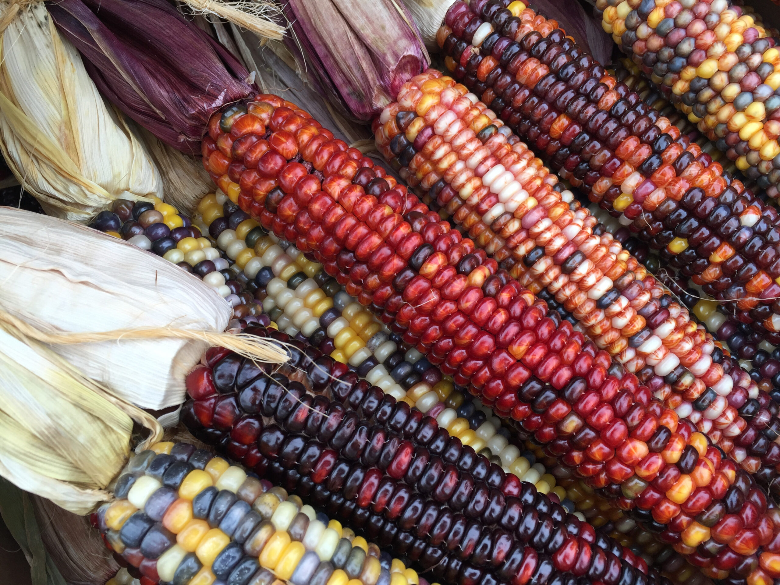 Indian colored corn