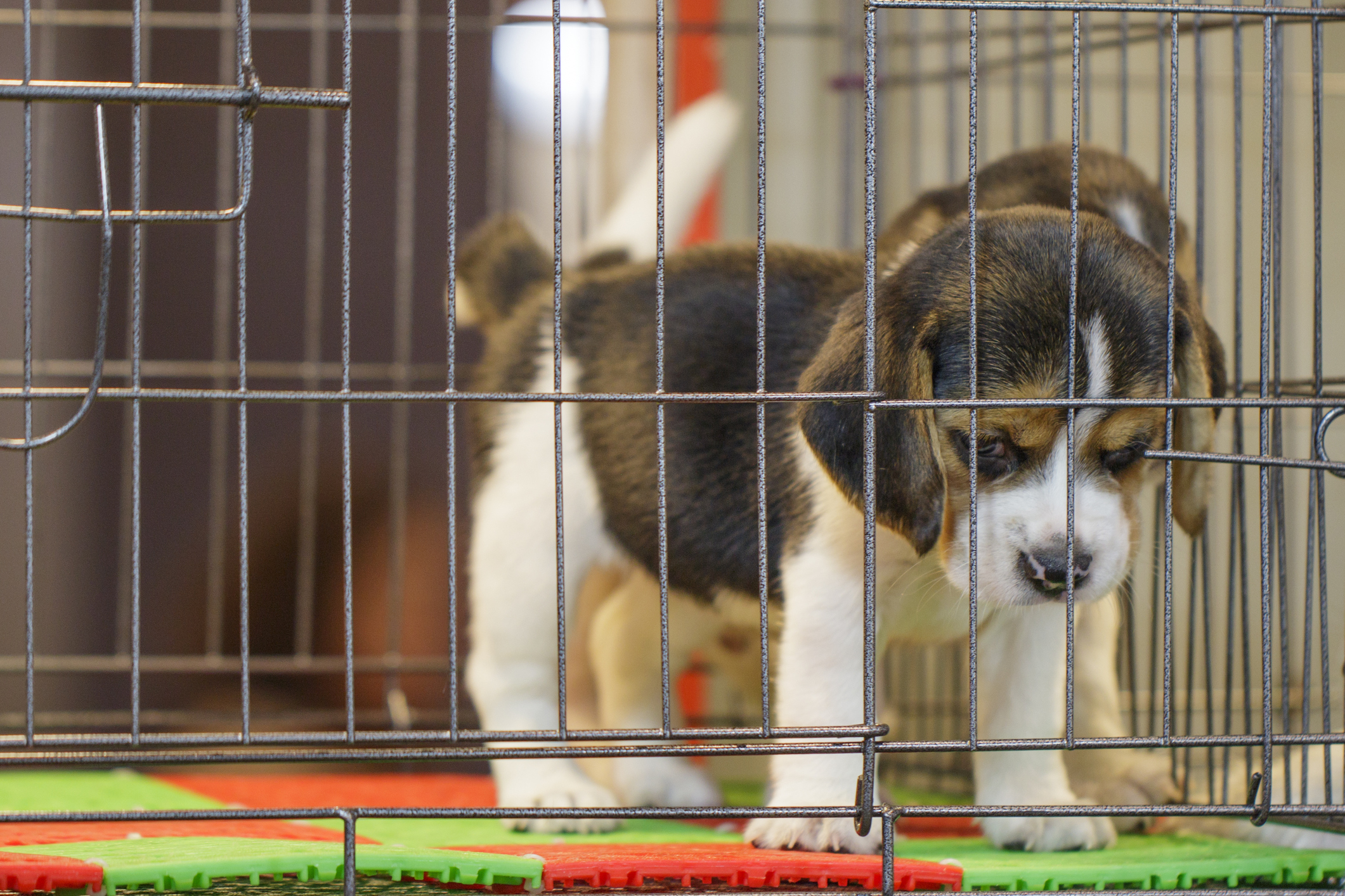 Image of beagle puppy is in the cage. Dog. Pet. Animals.