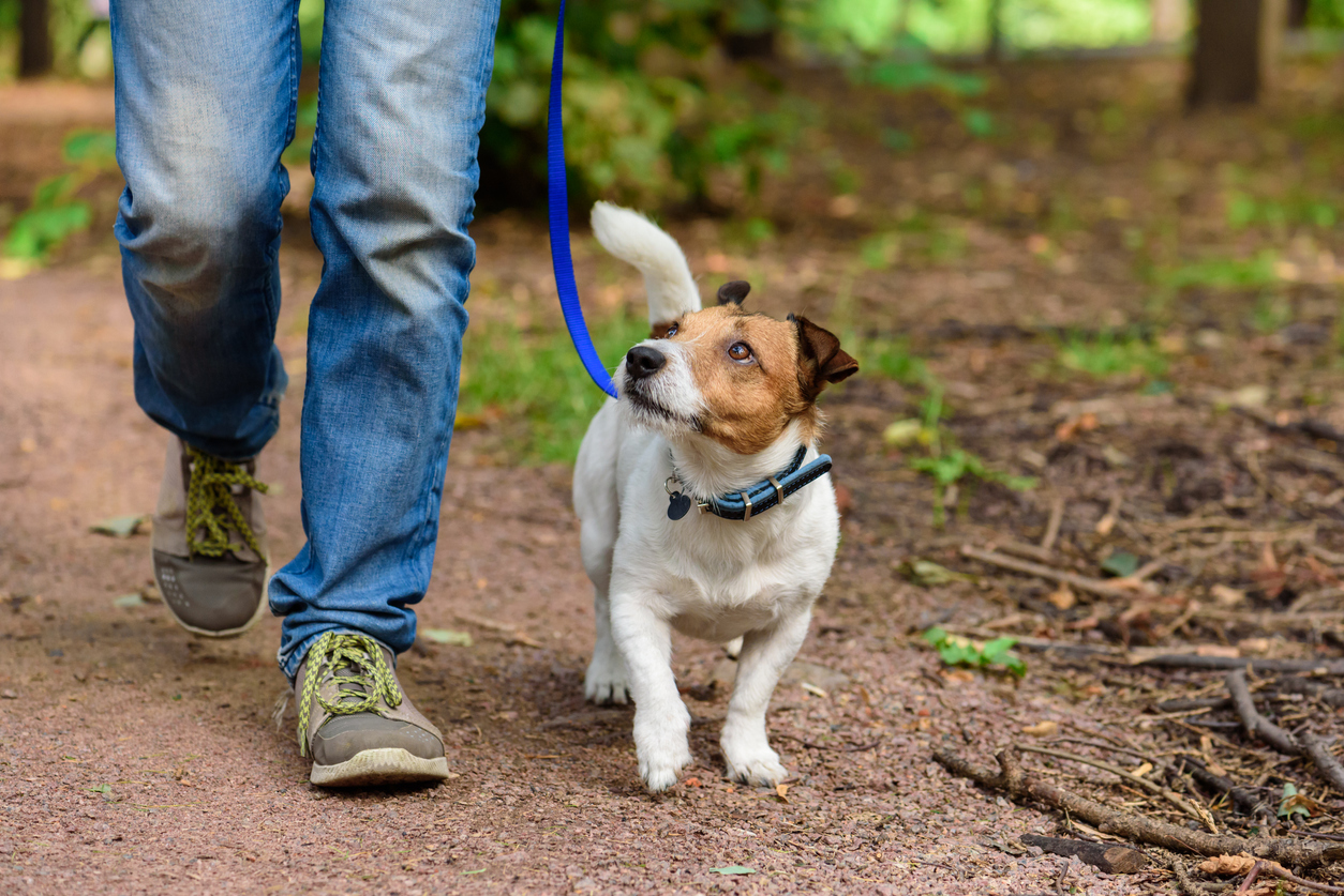 Concept of healthy lifestyle with dog and man hiking outdoor