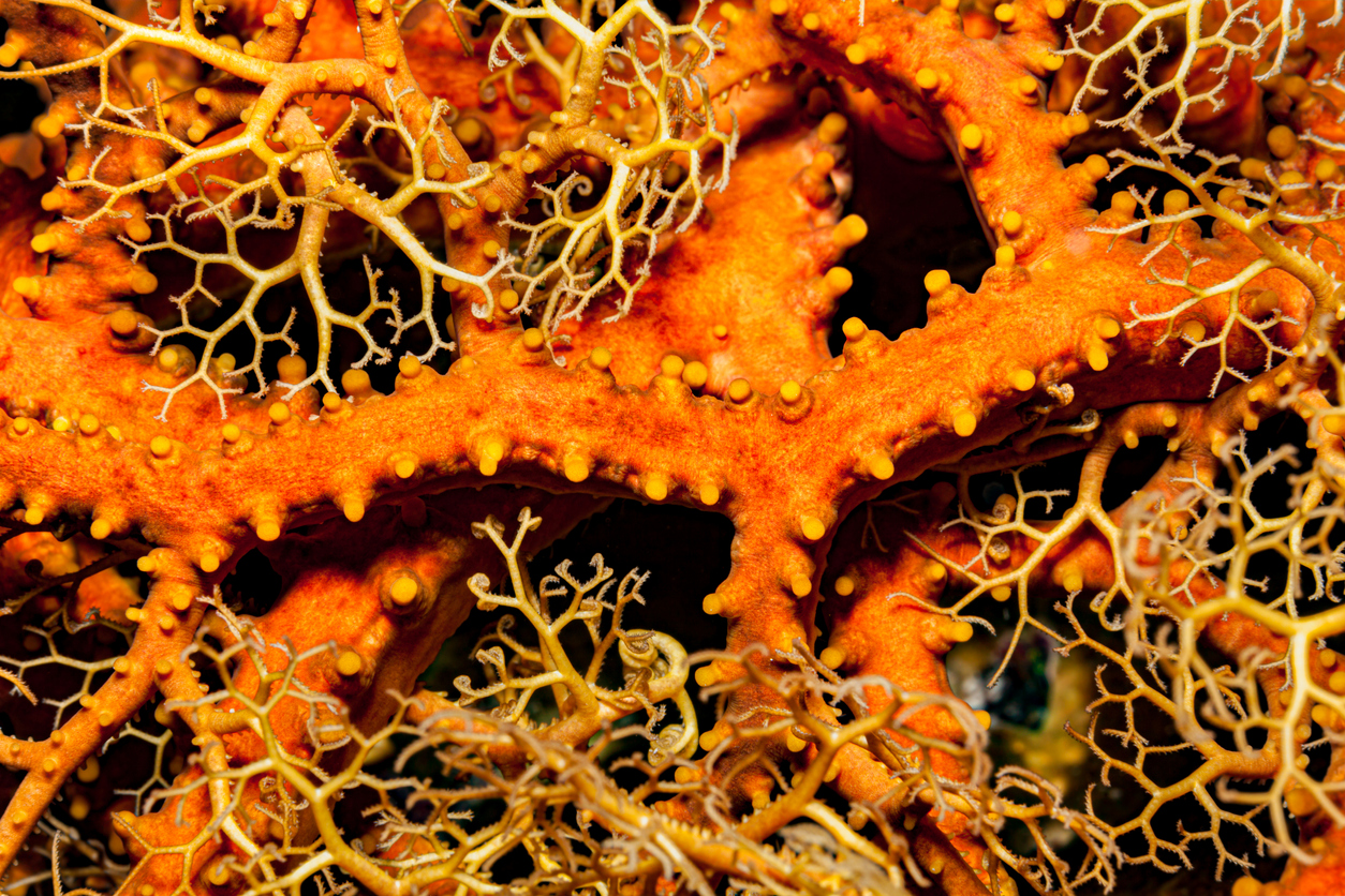 Close-up of Giant Basket Star Astroboa nuda, Raja Ampat, Indonesia