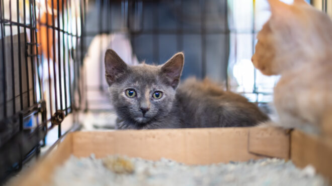 Cat in an animal shelter