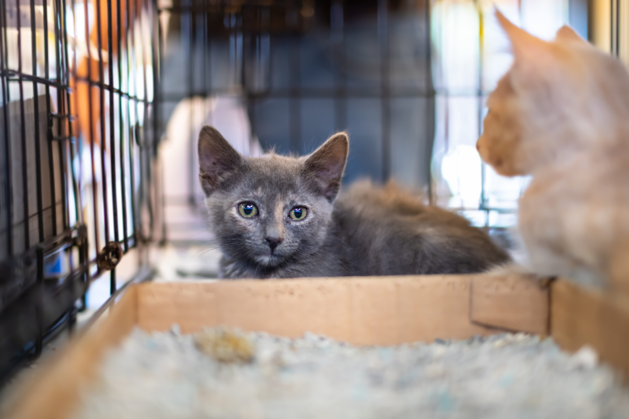 Cat in an animal shelter