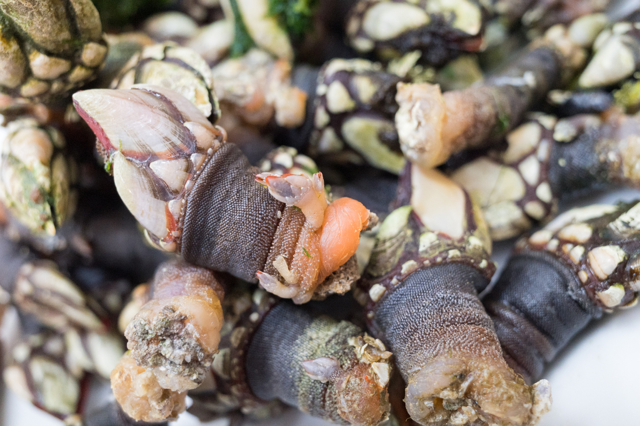 Seafood Goose Neck Barnacles