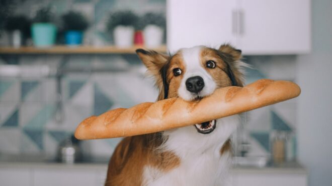 Cute Dog Holds Baguette In Its Mouth