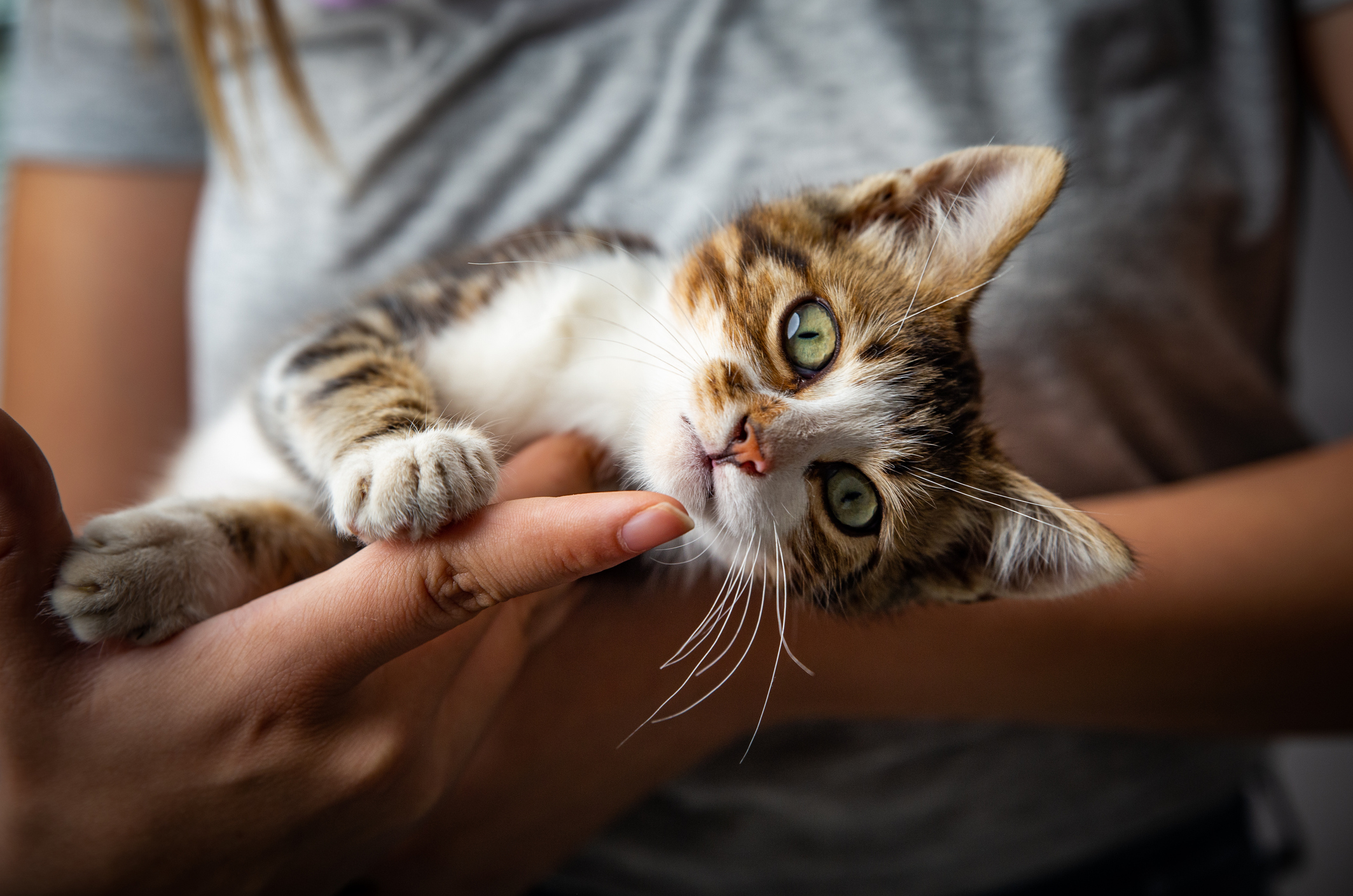 Kitten and the owner