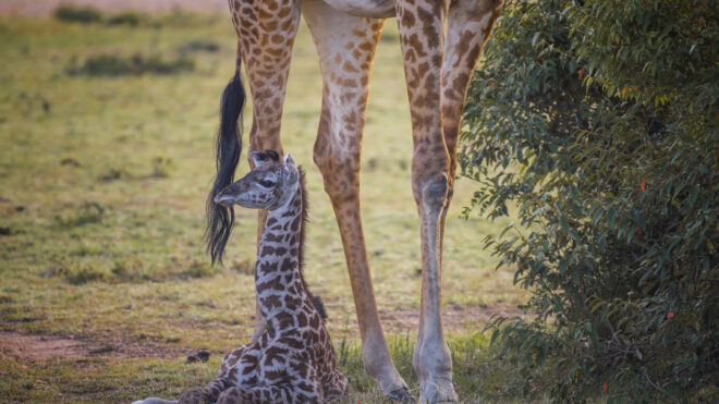 Baby giraffe