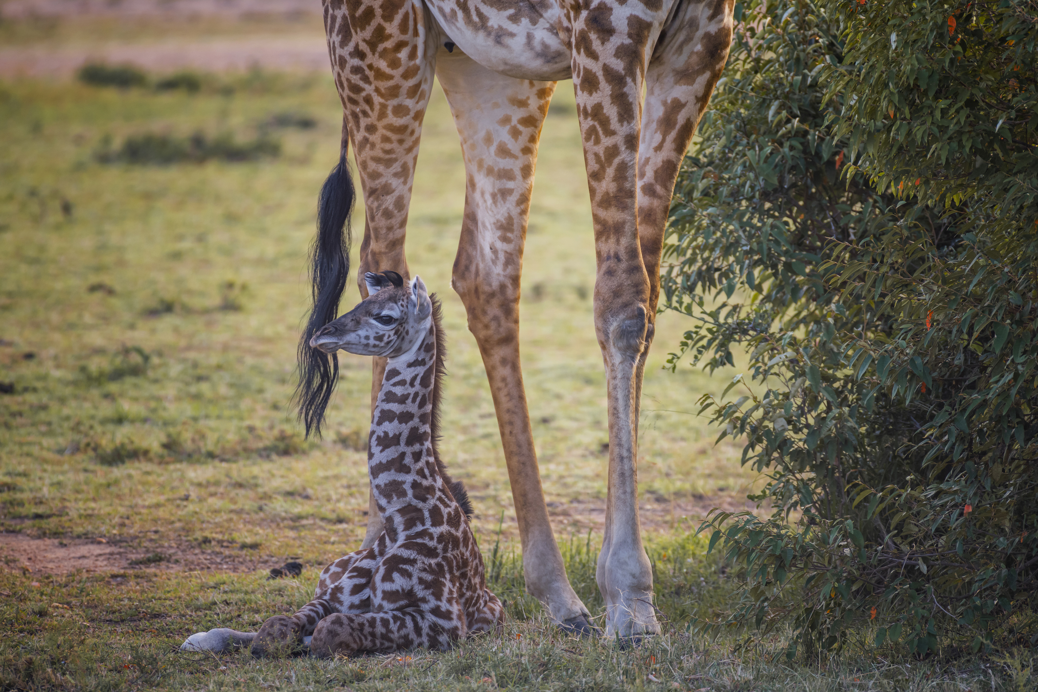 Baby giraffe