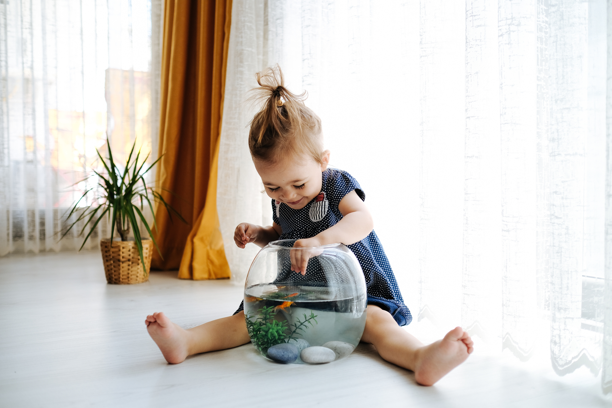 Cute child is feeding his goldfish