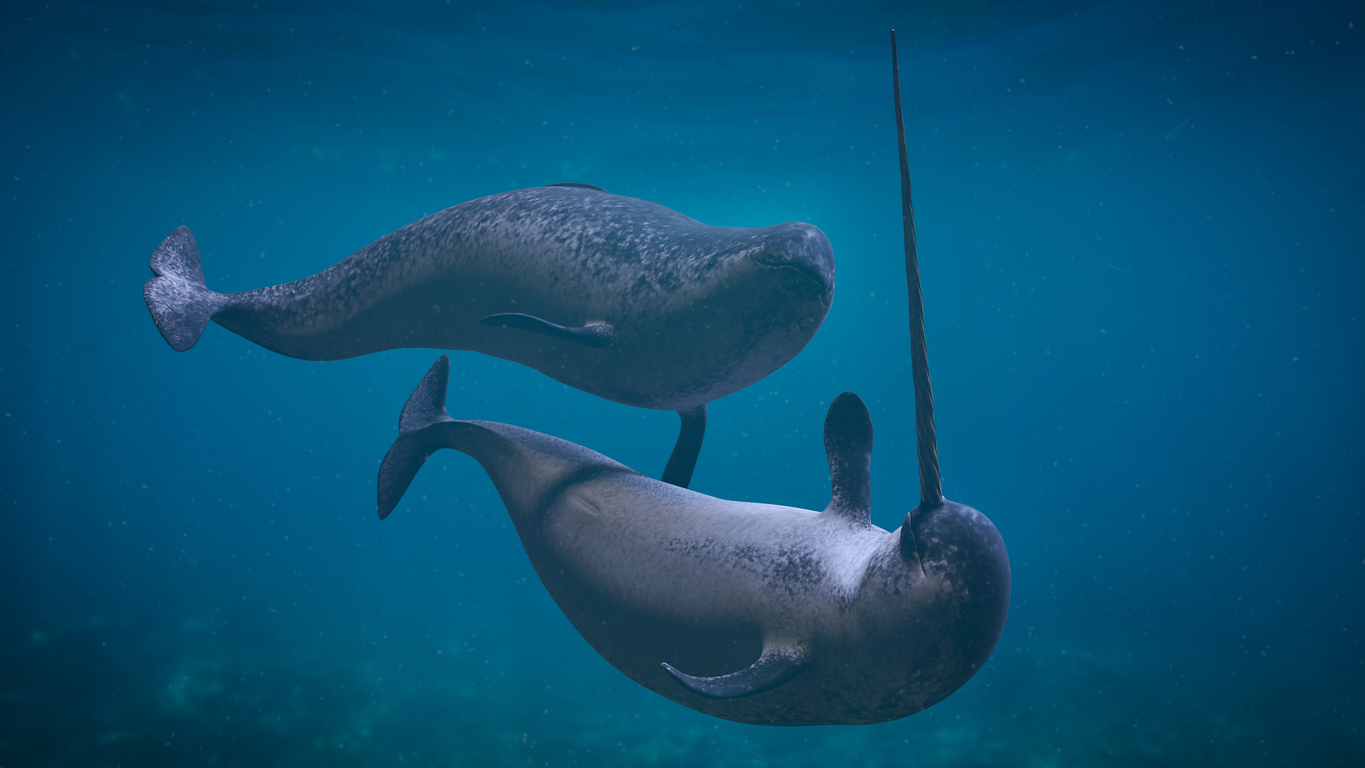 Narwhal couple,  two Monodon monoceros playing in the ocean