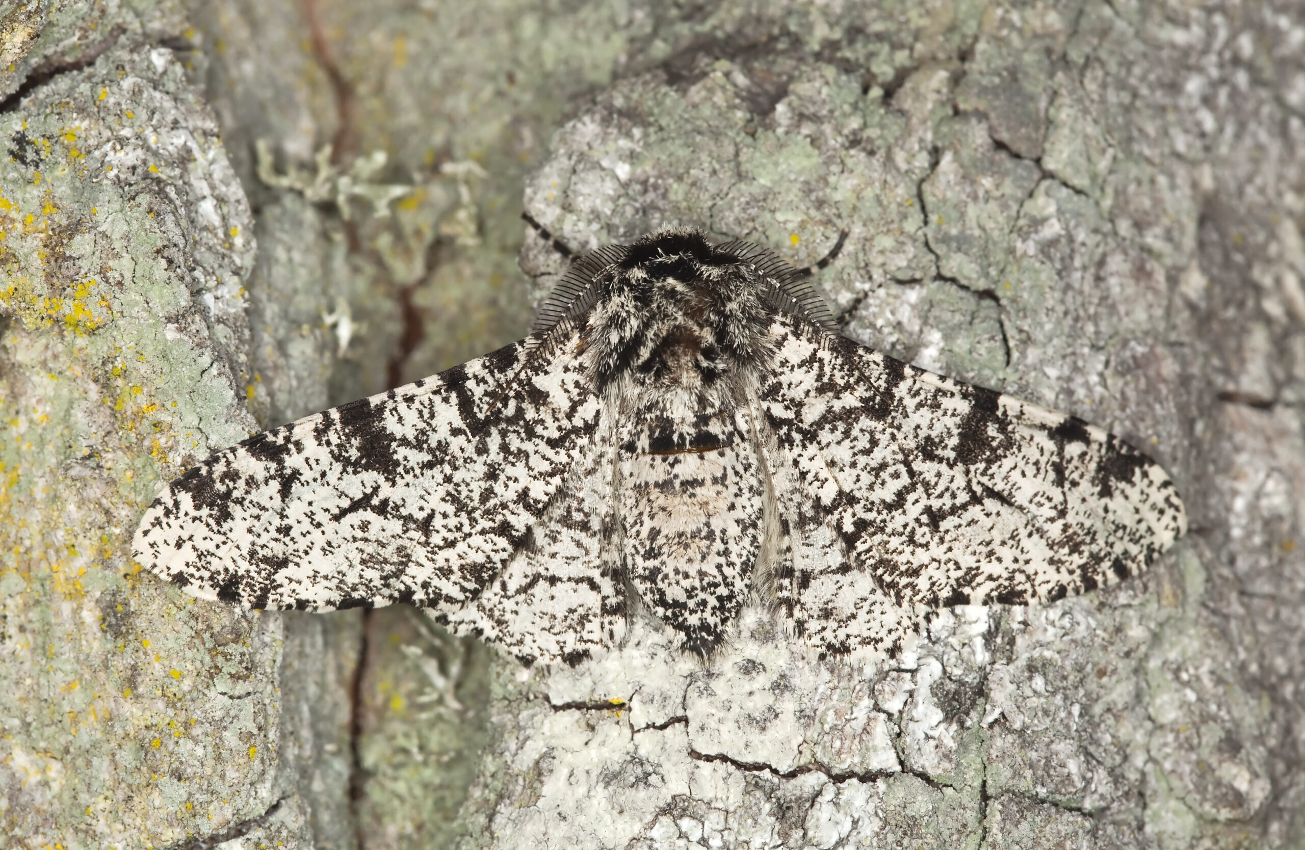 Peppered moth (Biston betularia) camouflaged on oak Macro photo.