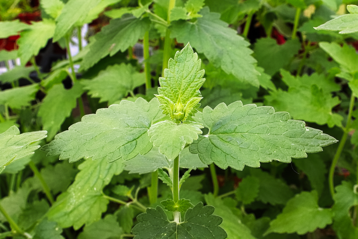 Catnip plant