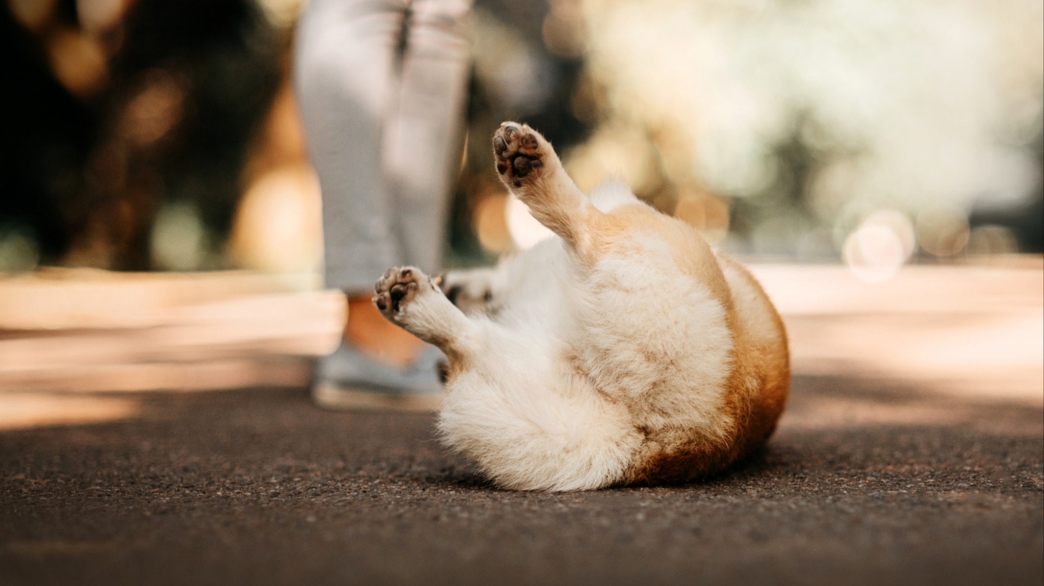 Dog rolling on ground