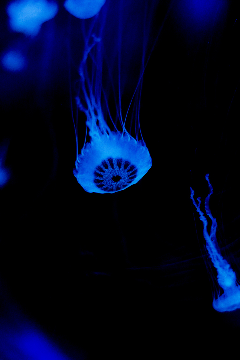 photograph of a jellyfish swimming inside a fishbowl