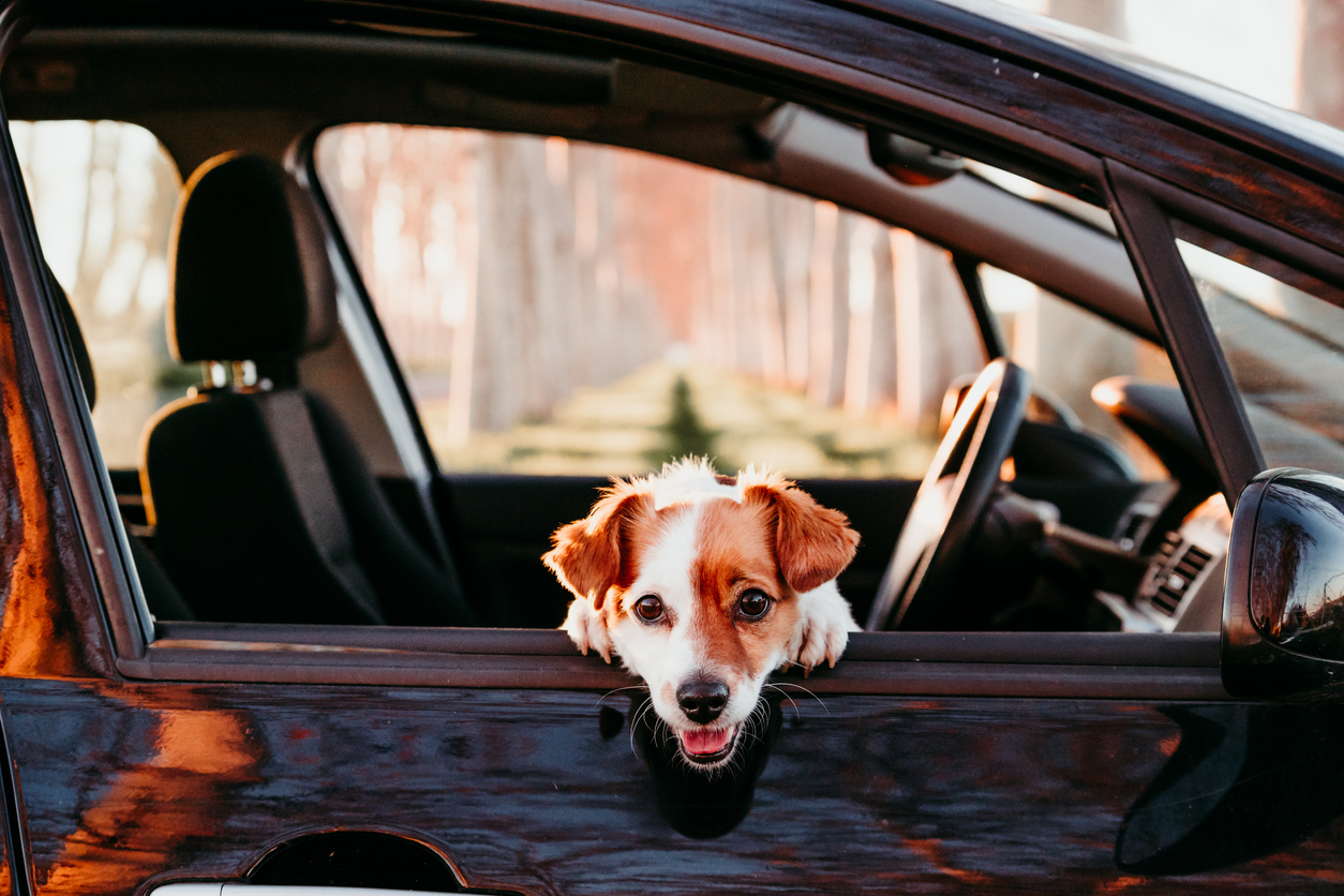 portrait of cute jack russell dog in a car at sunset. Travel concept