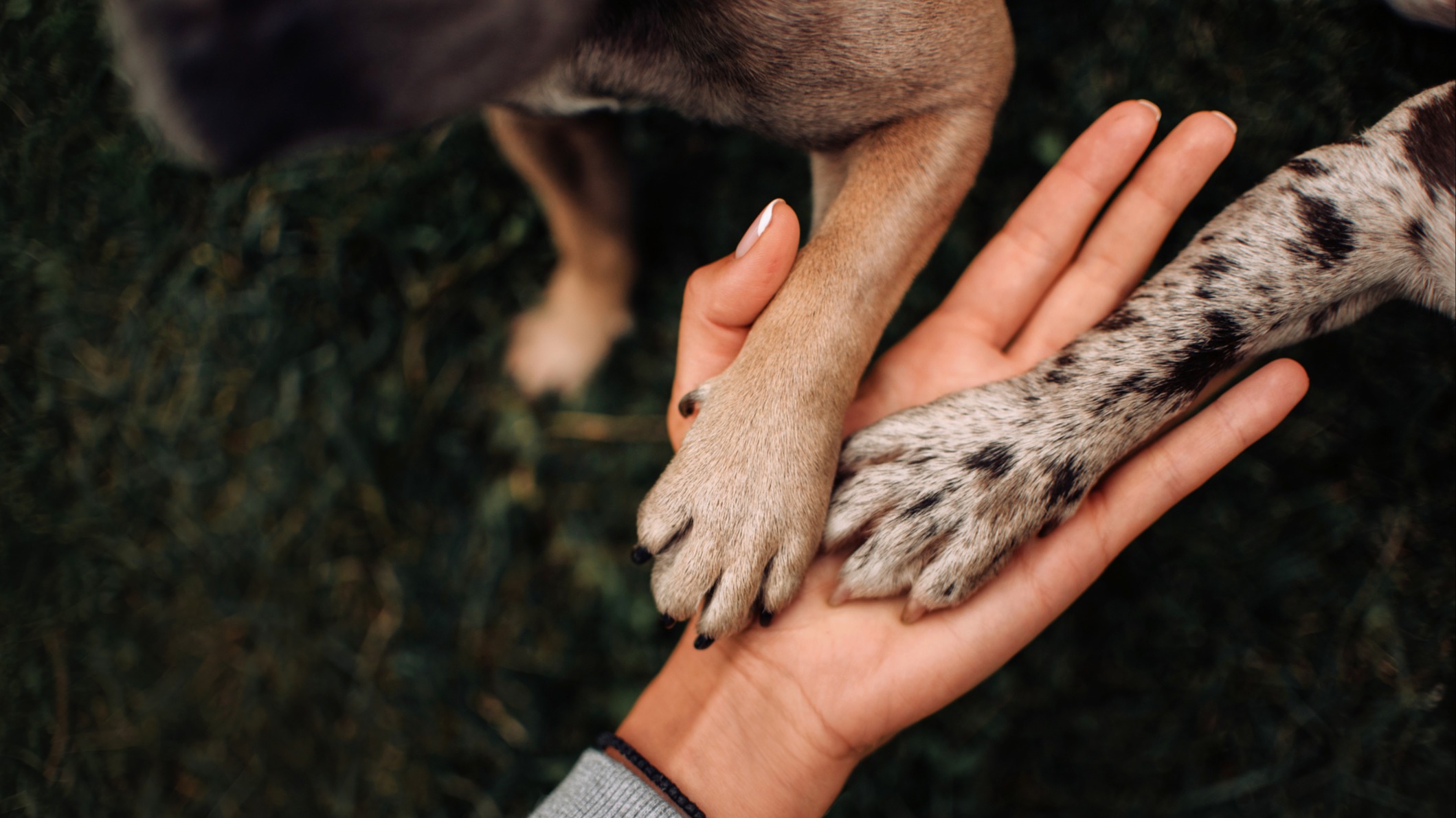 Dog paws in owner's hand