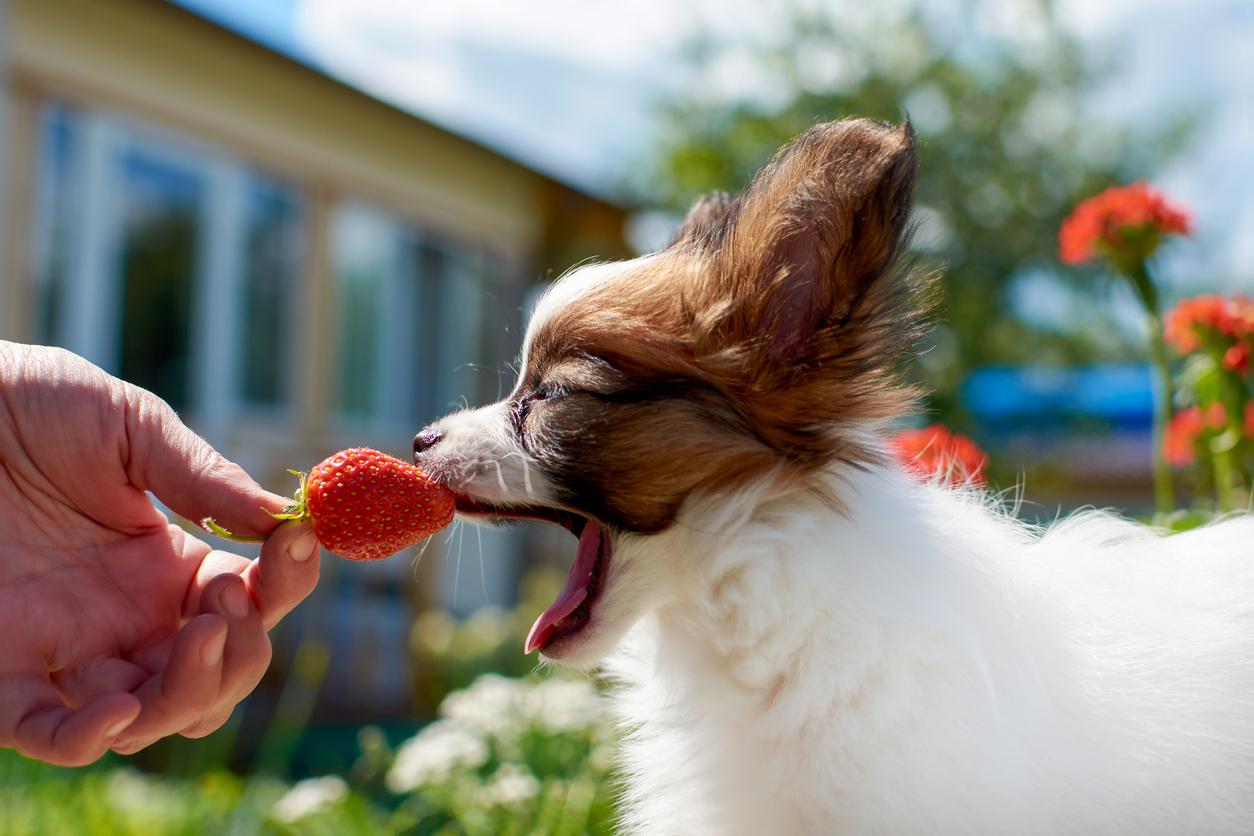 Papillon puppy sniffs a strawberry berry in the owner's hands on a Sunny day