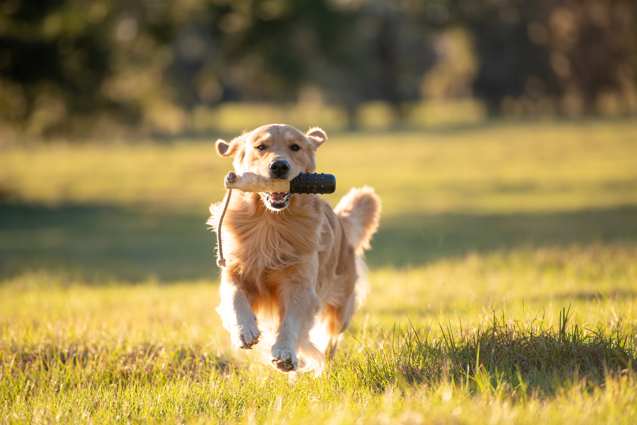 Golden Retriever dog enjoying outdoors