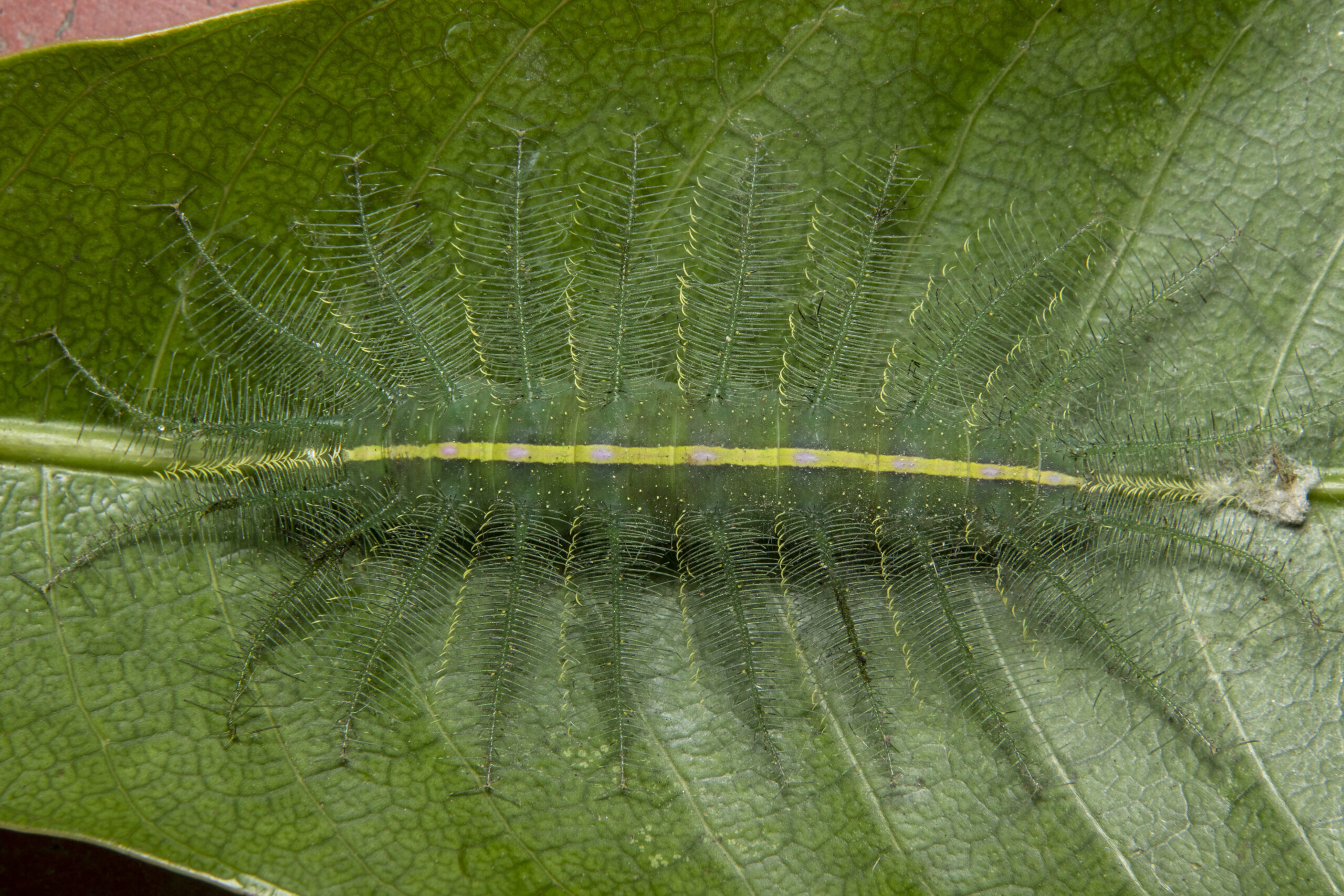 Mango Baron Caterpillar(Euthalia aconthea)